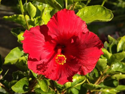 Red Hibiscus 2