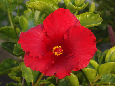Red Hibiscus 3