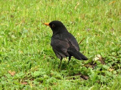 Blackbird 2
