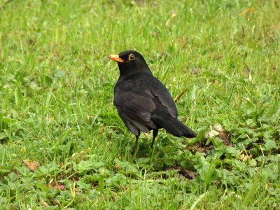 Blackbird 3