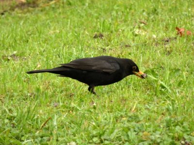 Blackbird 4