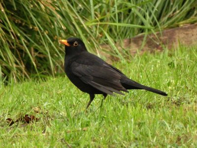 Blackbird 5