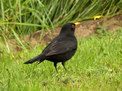 Blackbird 6