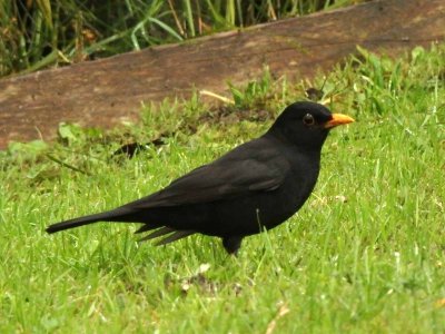 Blackbird 7