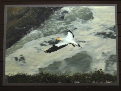 Print from Panasonic TZ80