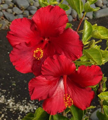 Red Hibuscus 4
