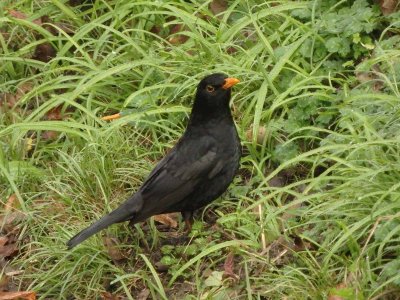 Blackbird 2