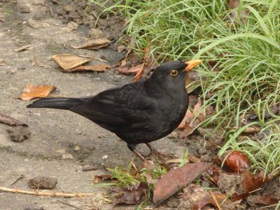 Blackbird 3
