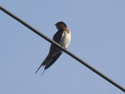 Swallow