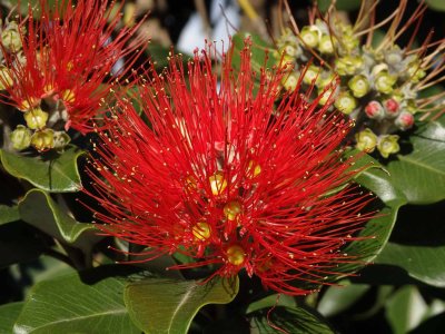 Pohutakawa Blossom