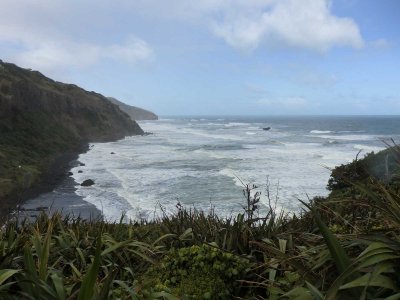 Muriwai Beach Gannets 2017-2018