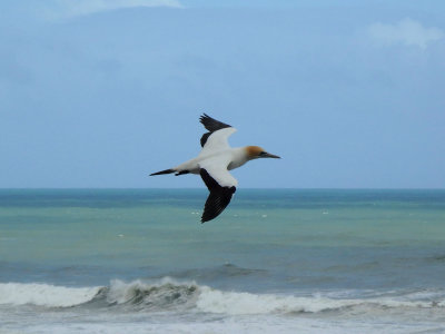 Gannet In Flight 6