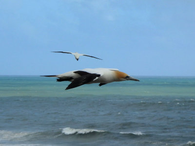 Gannet In Flight 7