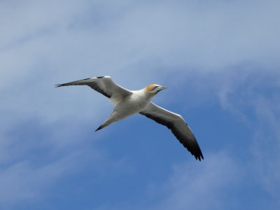 Gannet In Flight 20
