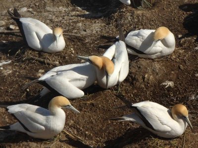 Gannet Colony 9