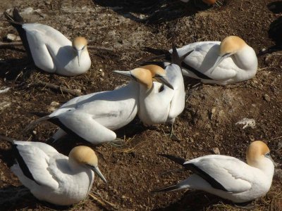Gannet Colony 10