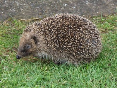 Hedgehog