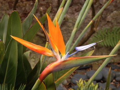 Bird of Paradise