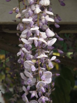 Wisteria 2