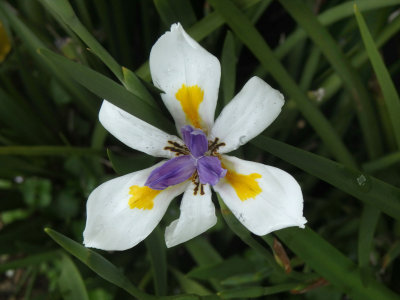 New Zealand Iris