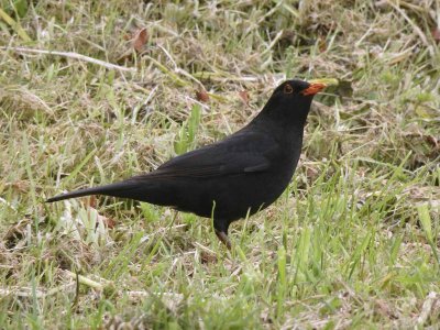 Blackbird 6