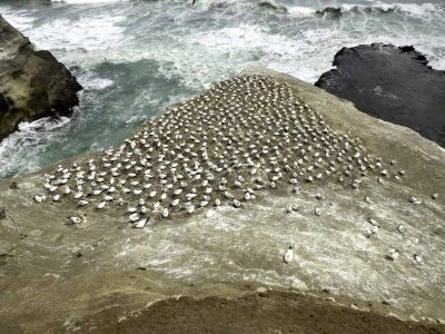 Gannet Colony 1