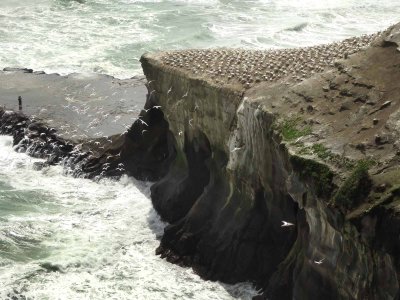 Gannet Colony 5