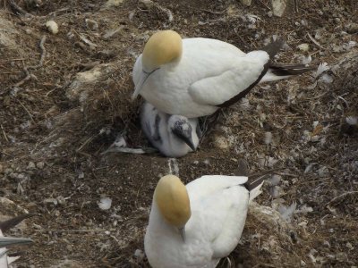 Gannet with Chick 1