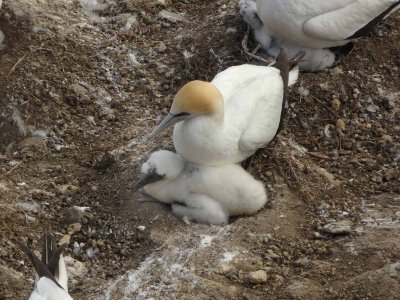 Gannet with Chick 2