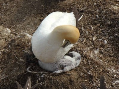 Gannet with Chick 3