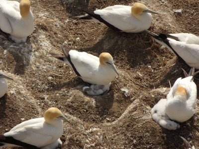 Gannets with Chicks 5