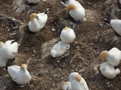 Gannets with Chicks 7