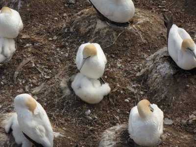 Gannets with Chicks 8