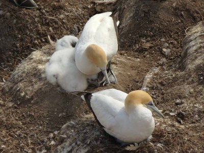 Gannets with Chick 9