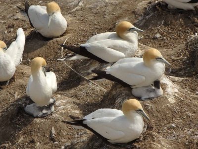 Gannets with Chicks 11