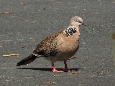 Spotted Dove 2