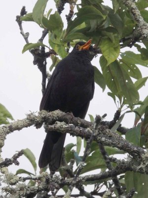 Blackbird 2