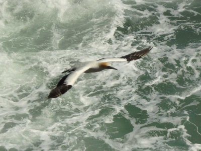 Gannet In Flight 41