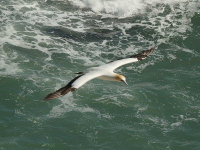 Gannet In Flight 45