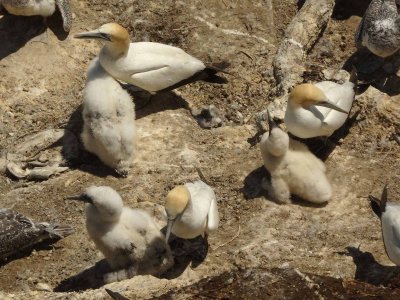 Gannets with Chicks 12