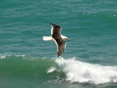 Blackbacked Gull 3