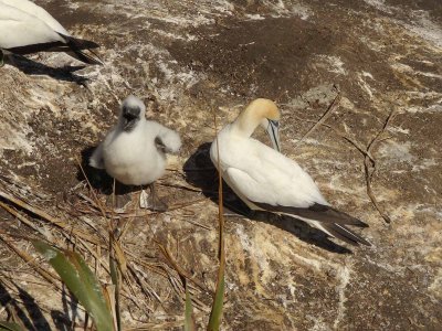 Gannet with Chick 7