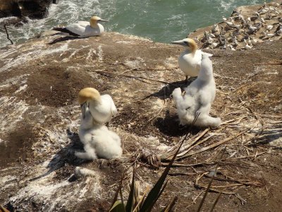 Gannets with Chicks 13