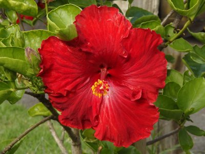 Red Hibiscus 2