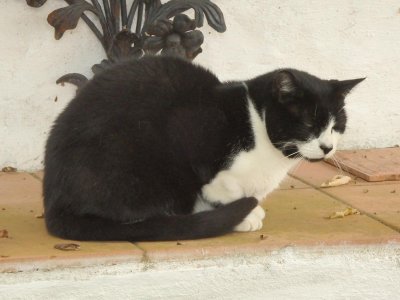 Neighbour's Cat 2