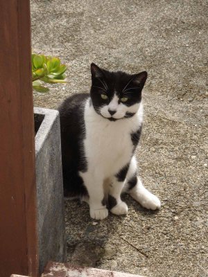 Neighbour's Cat