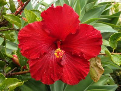 Red Hibiscus 1