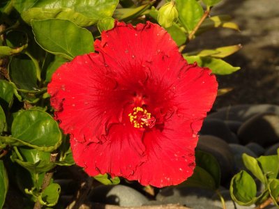 Red Hibiscus 2