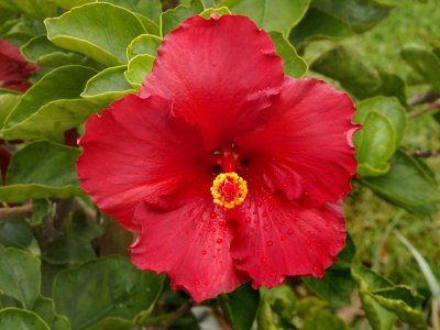 Red Hibiscus 4