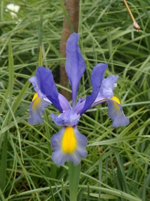 New Zealand Iris